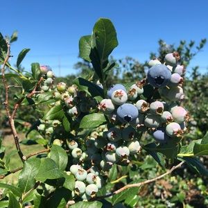 Meet your Posher, Gabriella